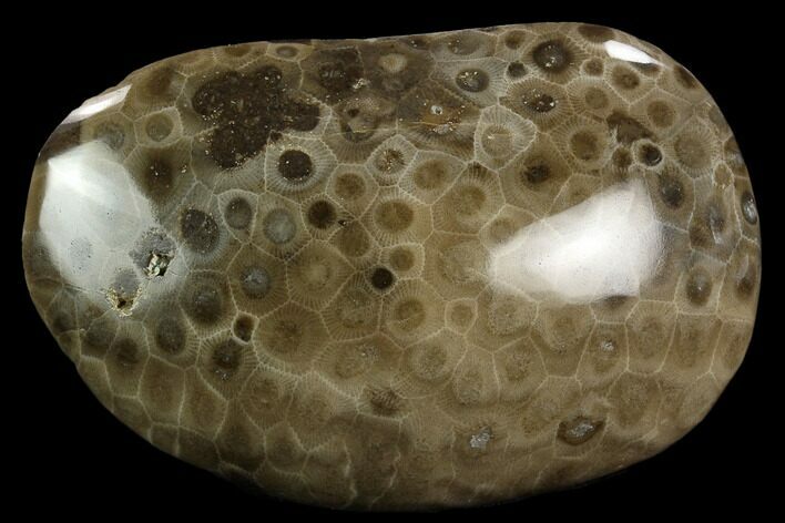 Polished Petoskey Stone (Fossil Coral) - Michigan #131086